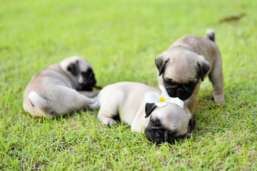 Fototapeta premium Cute puppies brown Pug playing together in green lawn