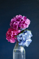 Spring hydrangeas against a dark background