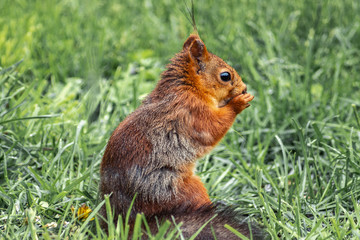 European squirrel (sciurus) on a green meadow