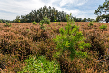 Heidelandschaft der Kirchdorfer Heide, Niedersachsen, Deutschland
