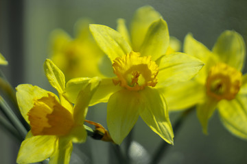 Large yellow Narcissus flowers on the window.