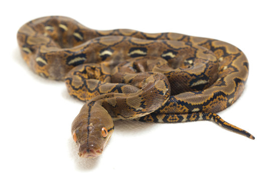 Reticulated Python (Python reticulatus) isolated on white background.
