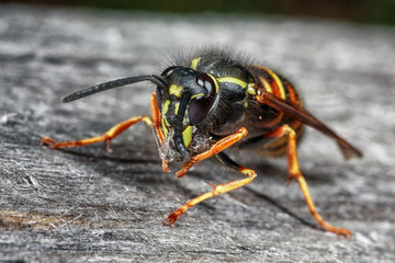 Wasp in nature. Dangerous wasp on the gray wood close-up.