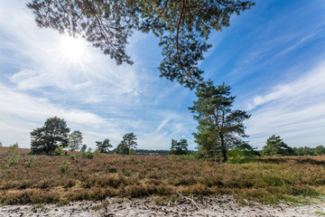 Heidelandschaft der Kirchdorfer Heide, Niedersachsen, Deutschland