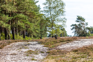 Wanderweg in der Heide, Niedersachsen, Deutschland
