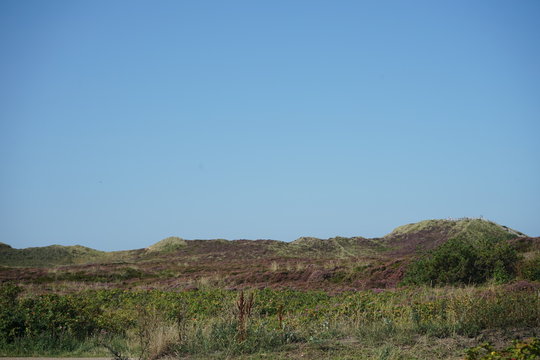 Sandpflanzen