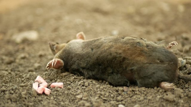 Poisoning by poison pellet rodenticides pesticide agriculture against rodents voles mice. mole European Talpa dead death corpse soil ground mouse, granule infections deratization, flies crawl fly