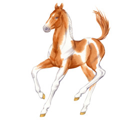 Watercolor painting of running foal isolated on white background. Original stock illustration of baby horse.