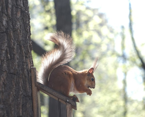 squirrel on a manger in the sun