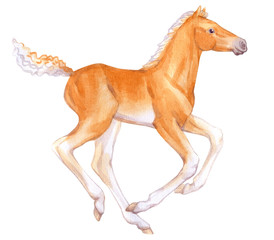 Watercolor painting of running foal isolated on white background. Original stock illustration of baby horse.
