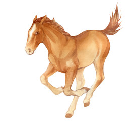 Watercolor painting of running foal isolated on white background. Original stock illustration of baby horse.