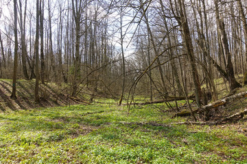 Spring forest on a sunny day. A floodplain of a dry river overgrown with green grass.