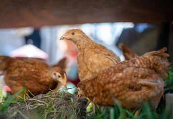 Dominant Red barred chicken looking for food in the  garden with grass