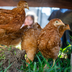 Dominant Red barred chicken looking for food in the  garden with grass