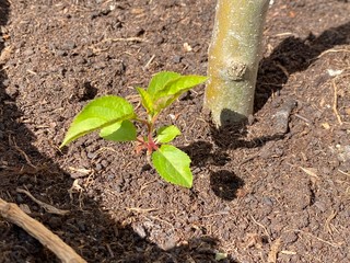 Pflanzenanzucht im Kleingarten zuhause für Vertical Garden - Keimling - New Life born - Gemüse Zucht - Gewächshaus