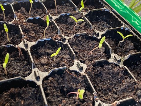 Pflanzenanzucht im Kleingarten zuhause f&uuml;r Vertical Garden - Keimling - New Life born - Gem&uuml;se Zucht - Gew&auml;chshaus