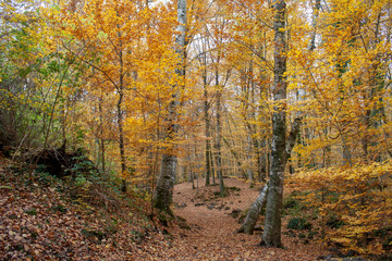 Obraz premium Autumn forest
