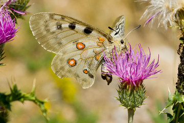  Apolo (Parnassius apollo), mariposa de color blanca con ocelos naranjas tomando néctar del cardo. 