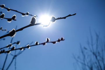 Blooming soft buds on the background of the sun and blue sky.