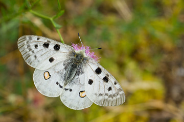 La Apolo (Parnasius apollo), mariposa blanca con las alas abiertas sobre la flor lila.