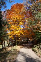 Naklejka premium Autumn 