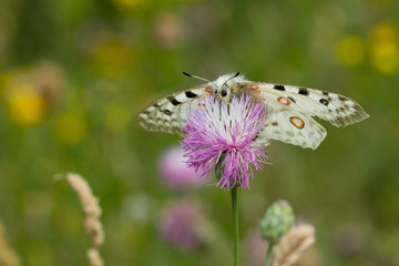  Mariposa apolo (Parnassius apollo),, mariposa blanca de alta montaña sobre el cardo con fondo verde.