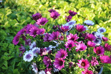 Margeriten von Bornholm blühen lila in der Natur