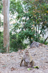 Monkey with a banana on the way to monkey mountain