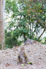 Monkey with a banana on the way to monkey mountain