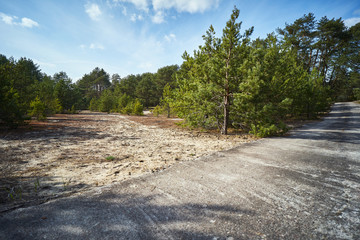 abandoned concrete road in the pine spring forest