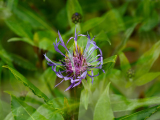 IN CAMERA - OVERLAY OF RAW IMAGES 