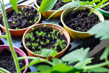 Garden on the windowsill, new plants sprout in pots