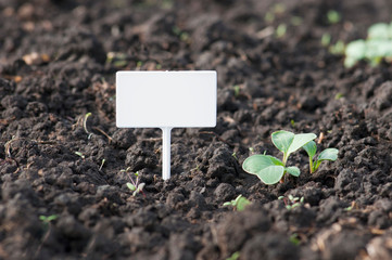an empty white placard for your text next to a green plant on black ground side view