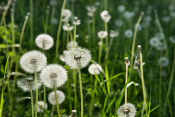 Dandelion on green grass