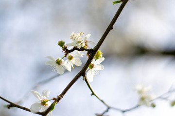blooming cherry tree