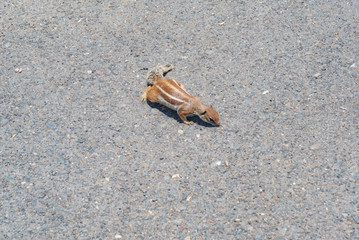 Fuerteventura squirrel in Spain