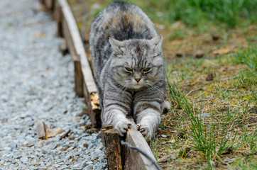 grey cat is sitting and lying on a green grass