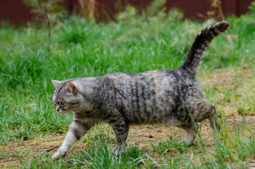 grey cat is sitting and lying on a green grass