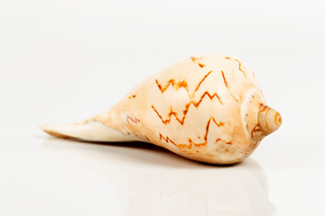 conch cockleshell