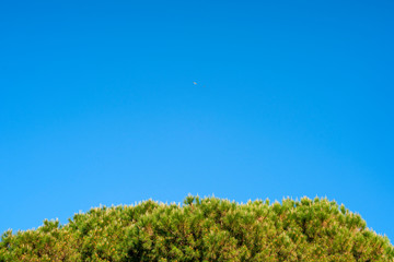 Obraz premium Background with pine tufts and blue sky