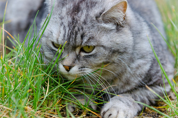 grey cat is sitting and lying on a green grass