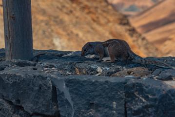 Fuerteventura squirrel in Spain