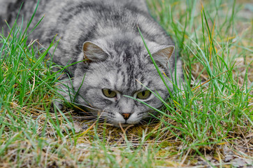 grey cat is sitting and lying on a green grass