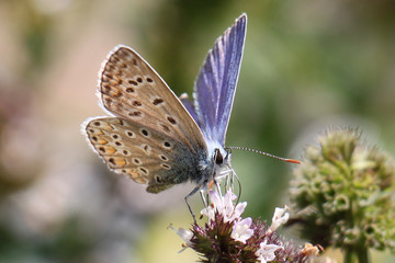 Obraz premium Un petit papillon bleuté nommé Argus Bleu que l'on trouve dans les champs l'été. A small bluish butterfly named Argus Bleu found in the fields in summer.