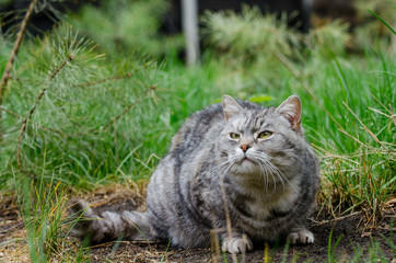 Naklejka na ściany i meble grey cat is sitting and lying on a green grass