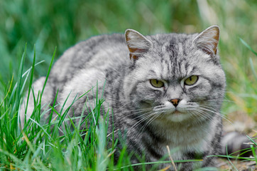grey cat is sitting and lying on a green grass