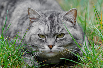 grey cat is sitting and lying on a green grass