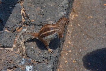 Fuerteventura squirrel in Spain
