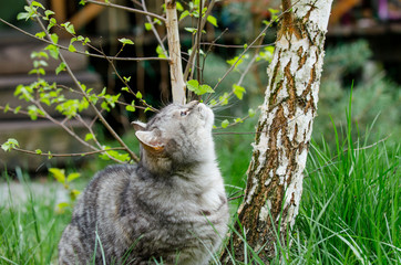 grey cat is sitting and lying on a green grass