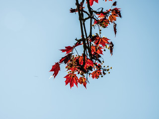 HIGH ELEVATION LEAF SHOT